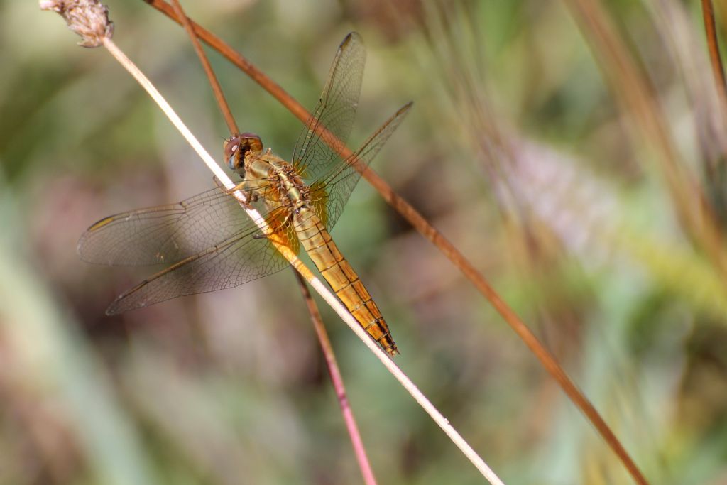 Crocothemis erythraea: maschi immaturi e femmine